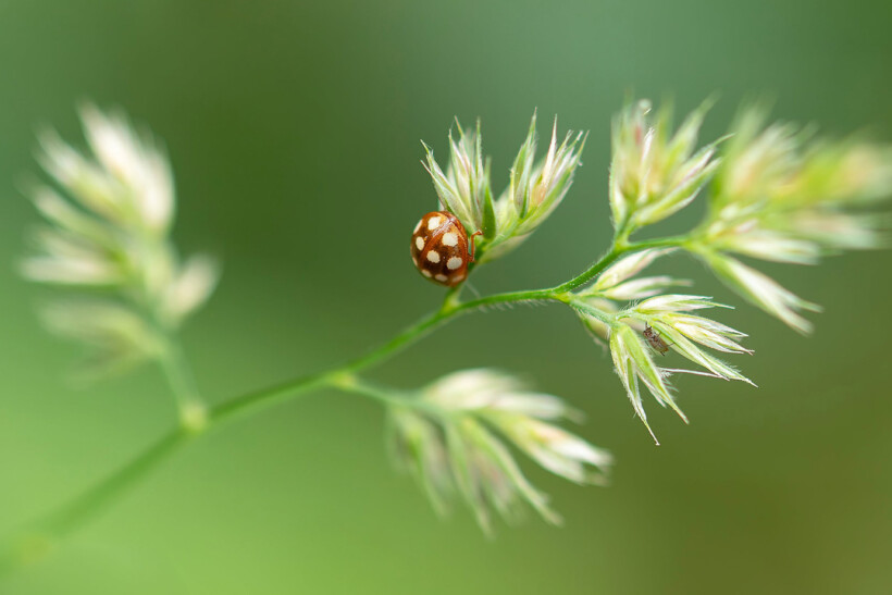 De tien mooiste foto’s van lieveheersbeestjes