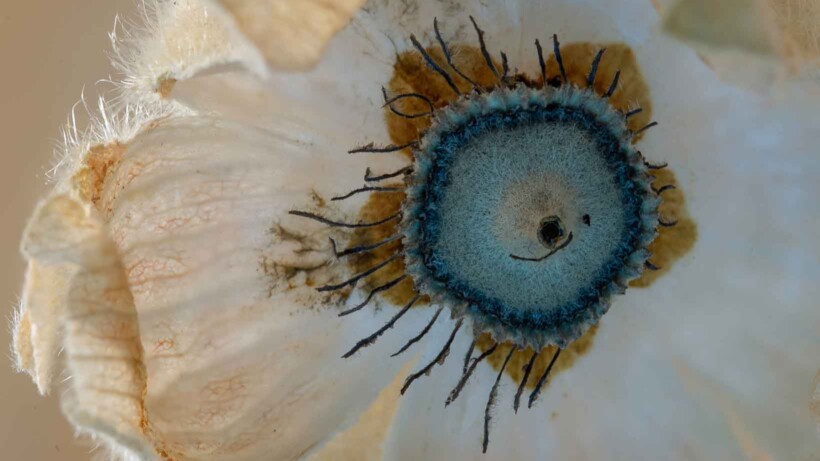 De 10 mooiste foto’s van ronde vormen