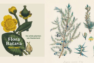 Reizen door de Flora Batava: jeneverbes, eerste boom na ijstijd