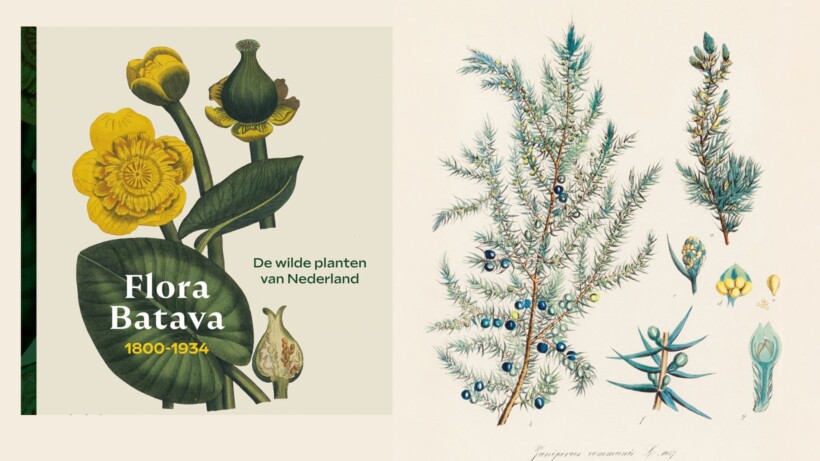 Reizen door de Flora Batava: jeneverbes, eerste boom na ijstijd