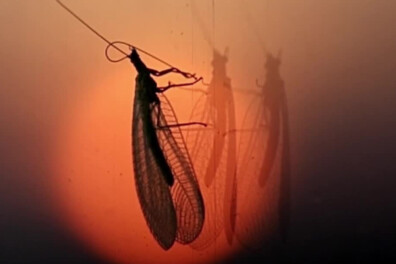 Natuurshot van de week: goudoogje