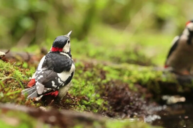 Natuurshot van de week: grote bonte spechten