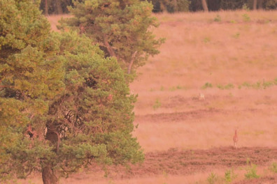 Natuurshot van de week: herten ontmoeten wolven