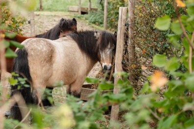 Paarden smullen van deze eetbare tuin