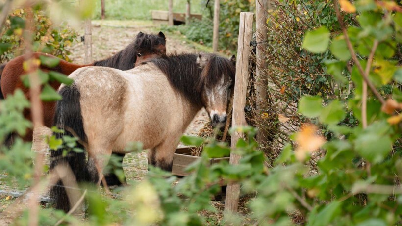 Paarden smullen van deze eetbare tuin