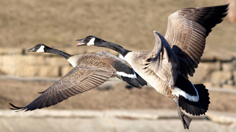 Geluid grote Canadese gans: trompetterende geweldenaar