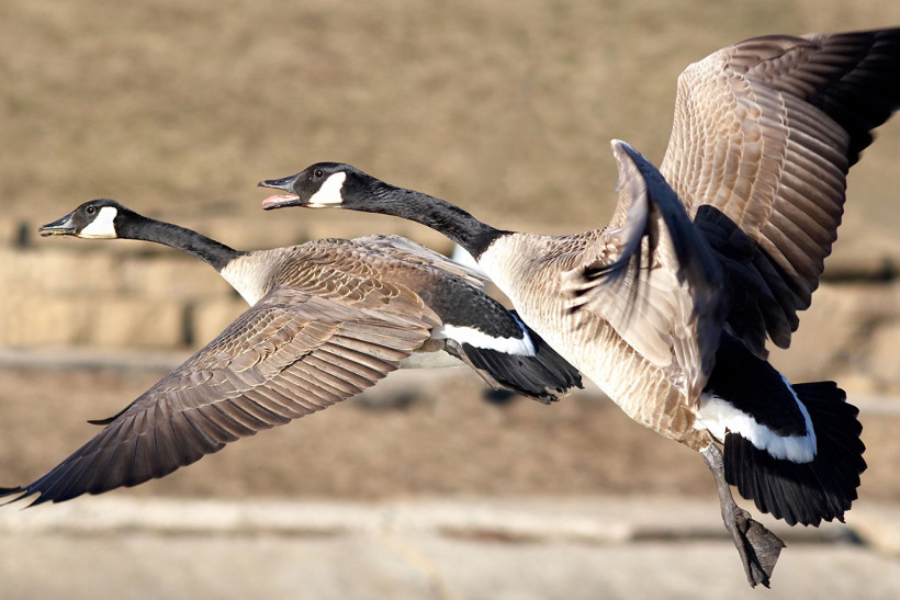 Geluid grote Canadese gans: trompetterende geweldenaar
