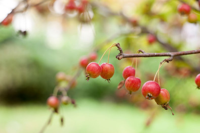 Brams Bomen Journal: Malus, snoepje van een boom