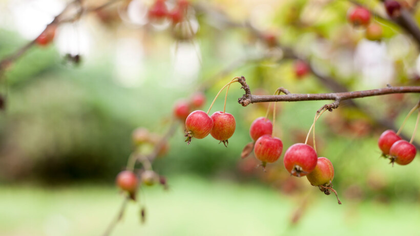Brams Bomen Journal: Malus, snoepje van een boom