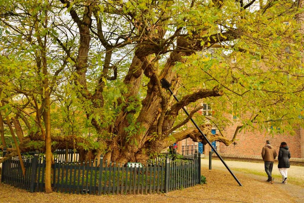 acacia kasteel doorwerth