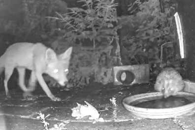 Wildcamera op je erf: wat scharrelt er ’s nachts rond?