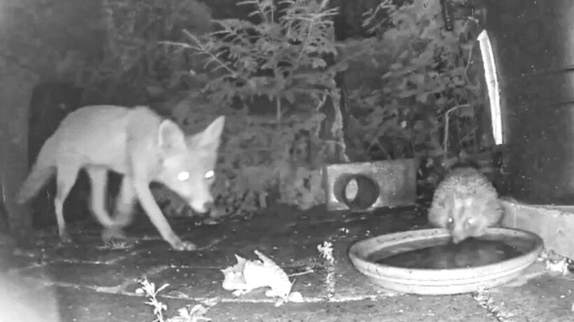 Wildcamera op je erf: wat scharrelt er ’s nachts rond?