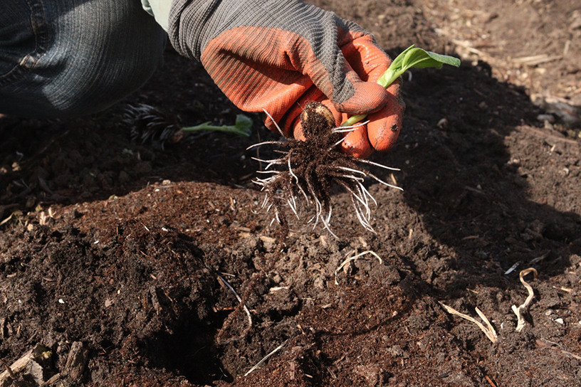 tuinboon in de grond