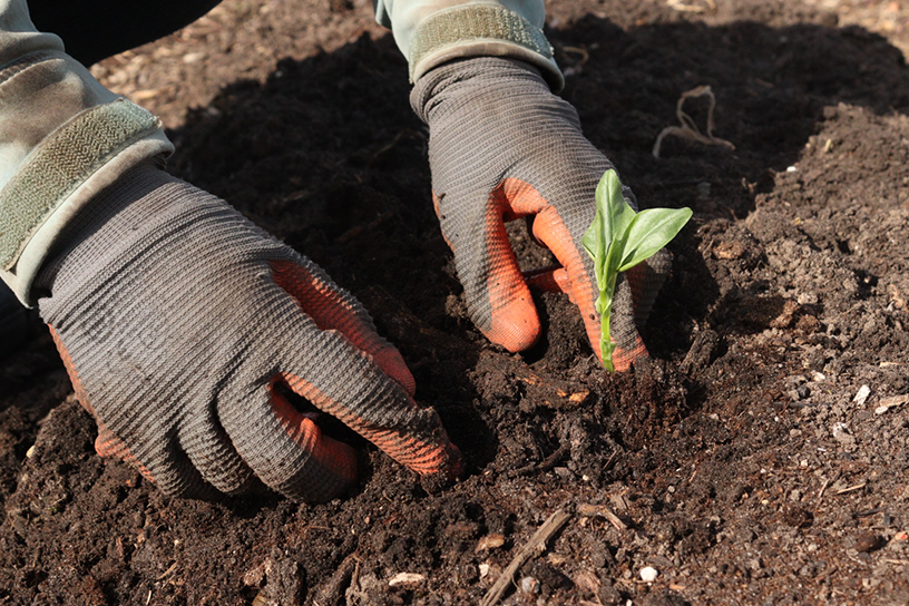 tuinboon planten