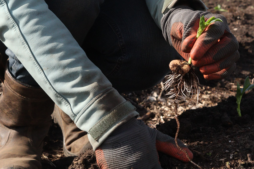 hand houdt tuinboon vast 