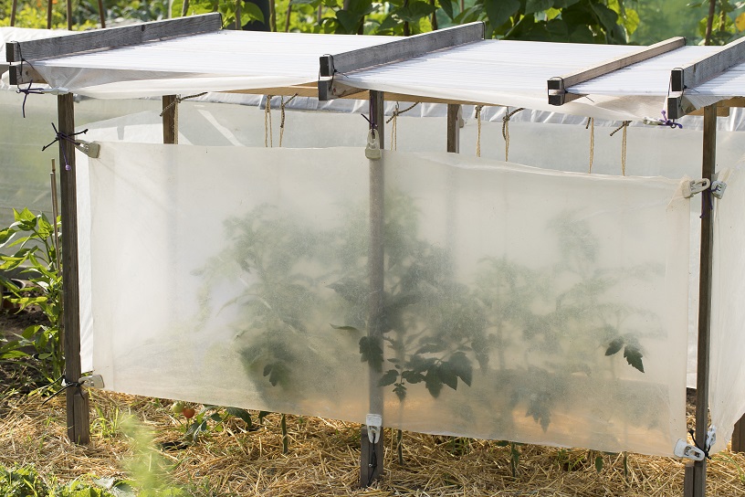 Tenax 1A130292 Mr Tomato buisfolie voor tomaten, kunststof, geel