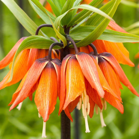 andromeda plants Japanese Andromeda - Mountain Fire main image 1